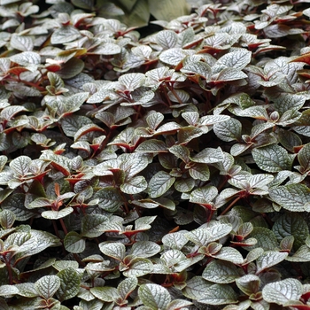 Plectranthus Plectranthus