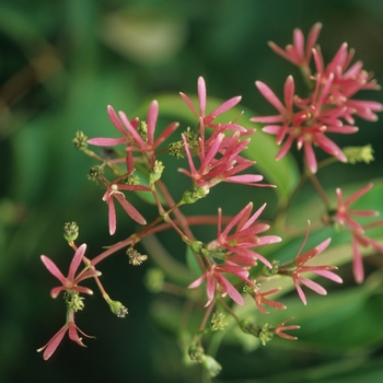 Seven Son Flower