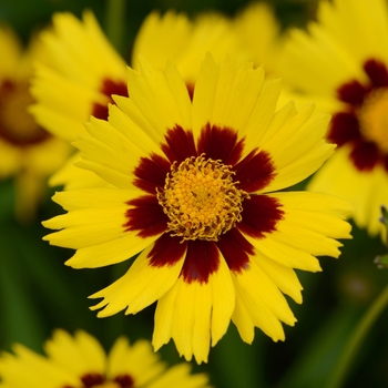 Tickseed