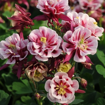 Columbine Columbine
