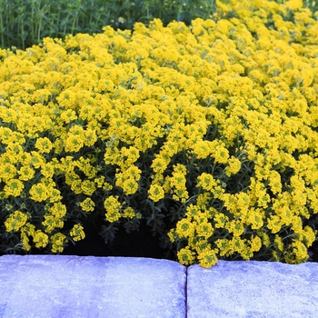 Alyssum