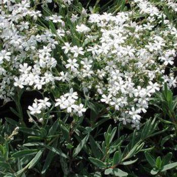 Baby's Breath