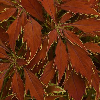 Coleus