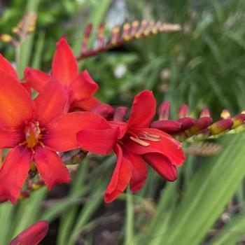 Montbretia