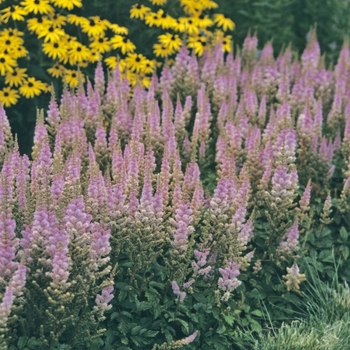 False Spirea