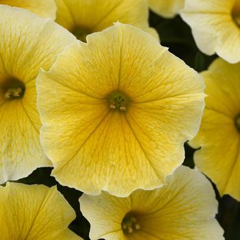 Petunia Petunia