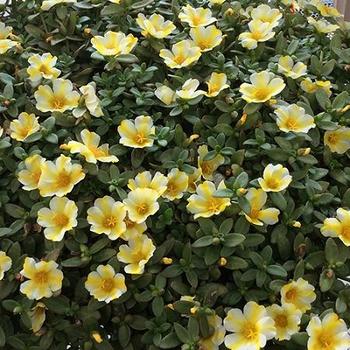 Portulaca Portulaca