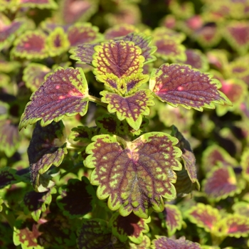 Coleus Coleus