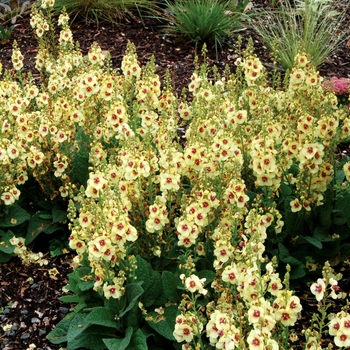 Mullein