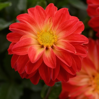 Dalaya&reg; Red w Yellow Eye
