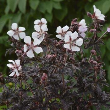 Cranesbill