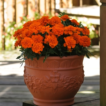 Marigold
