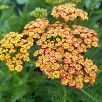 Yarrow