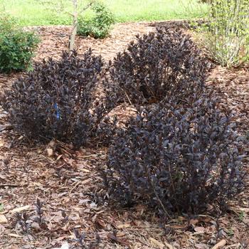 Kodiak Jet Black®' Bush Honeysuckle