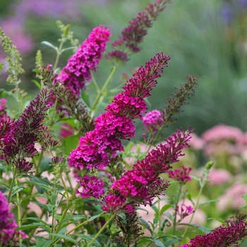 Butterfly Bush Butterfly Bush