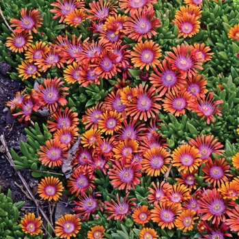 Ice Plant