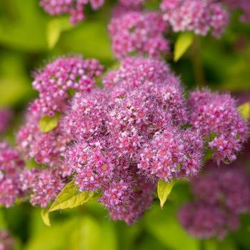 'Little Spark™' Japanese Spirea 'Little Spark™' Japanese Spirea