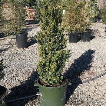 'Green Tower®' Boxwood