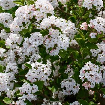 'Sugar n' Spice™' Korean Spice Viburnum 'Sugar n' Spice™' Korean Spice Viburnum