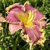 The Beauty and Resilience of Daylilies