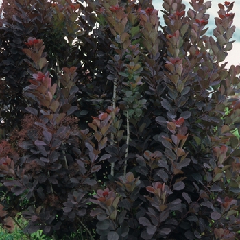 Royal Purple Smokebush Royal Purple Smokebush