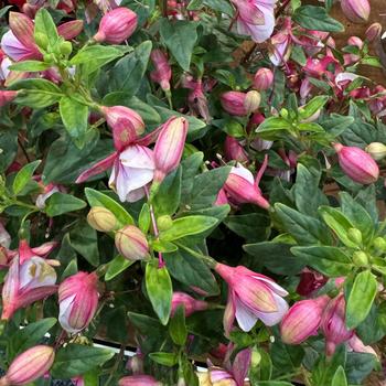 Ballerina&reg; 'Jete'