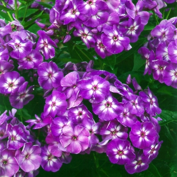 Garden Phlox Garden Phlox