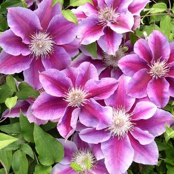 Clematis