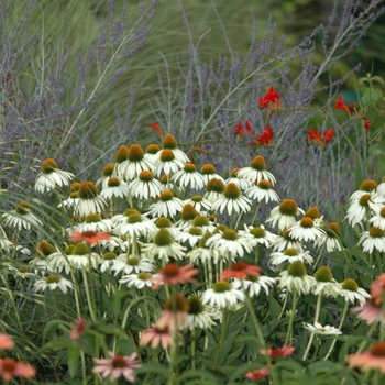 Coneflower
