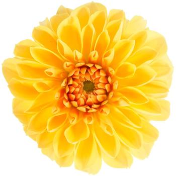 Dahlia