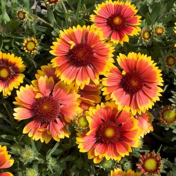 Blanket Flower Blanket Flower