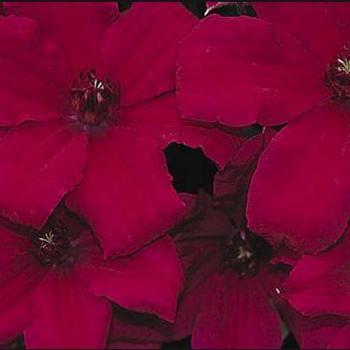 Clematis