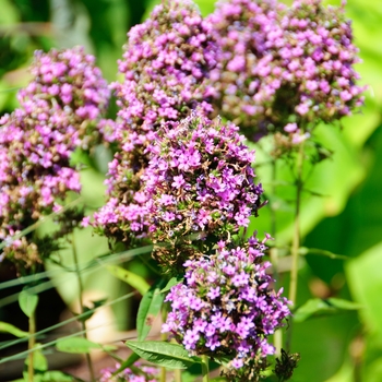 Garden Phlox Garden Phlox