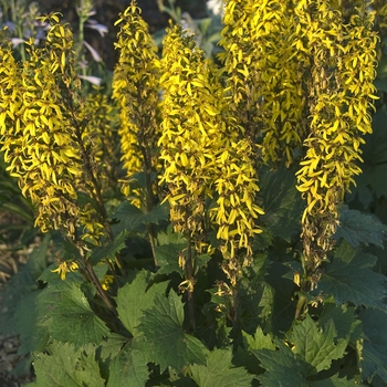 Ragwort Ragwort