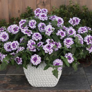 Superbena Sparkling® Amethyst