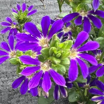 Surdiva&reg; Blue Violet Imp
