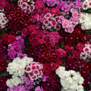 Floral Lace™ Mix