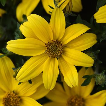 Bidens
