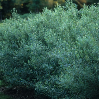 Dwarf Arctic Willow Dwarf Arctic Willow