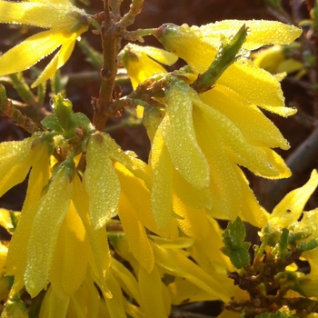 Gold Tide™ Forsythia Gold Tide™ Forsythia