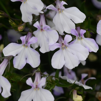 Waterfall&trade; White Blush Lobelia