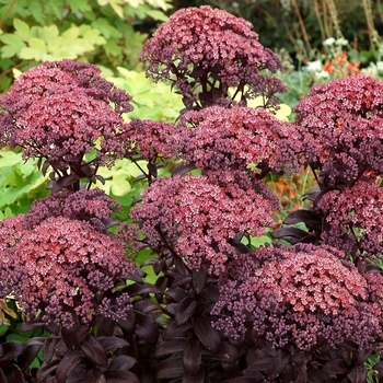Stonecrop