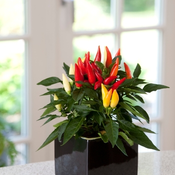 Ornamental Pepper Ornamental Pepper