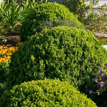 Baby Gem&trade; Boxwood