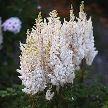 False Spirea