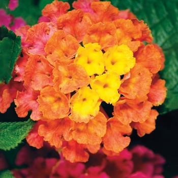 Lantana