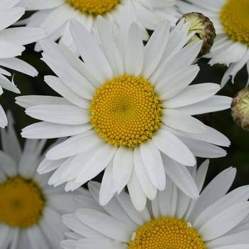 Shasta Daisy 'Madonna' 