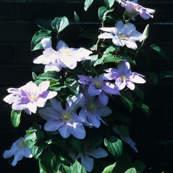 Clematis