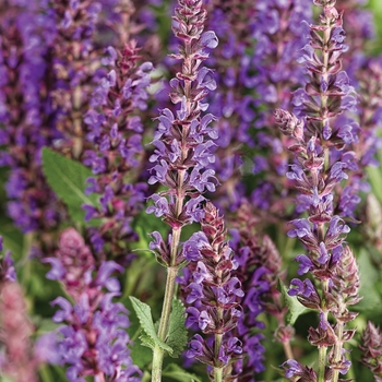 Color Spires&reg; 'Violet Riot'