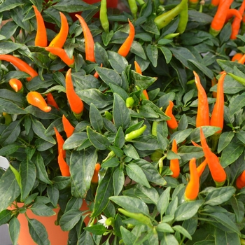 Ornamental Pepper